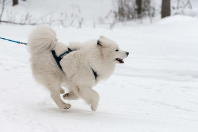 White dog on snow covered land