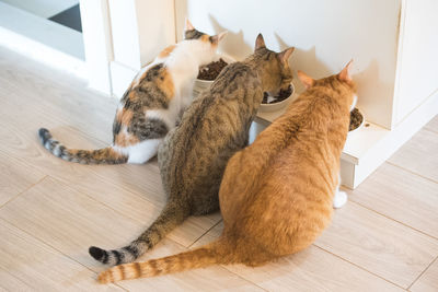 Cat resting on hardwood floor