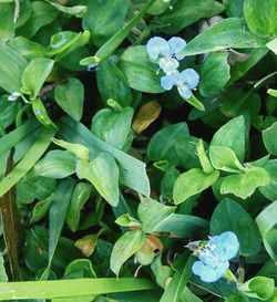 Close-up of plants