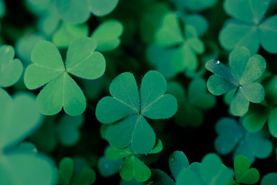 Close-up of green leaves