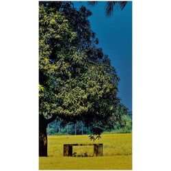 Trees on field against clear sky