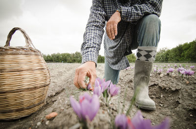 Low section of man picking flowers on field