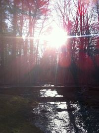 Sunlight streaming through trees in forest on sunny day