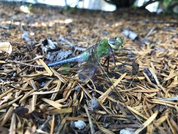 Close-up of grasshopper on land