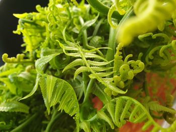 Close-up of fresh green plant