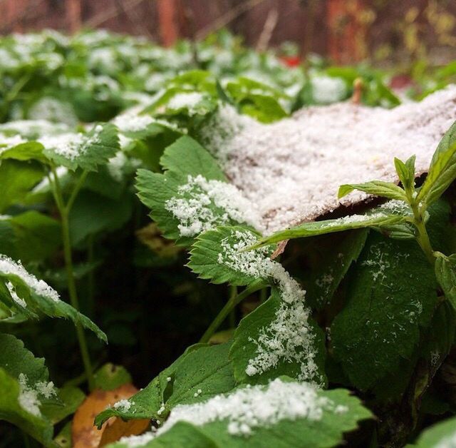 plant, growth, leaf, nature, green color, close-up, freshness, outdoors, day, fragility, beauty in nature, no people