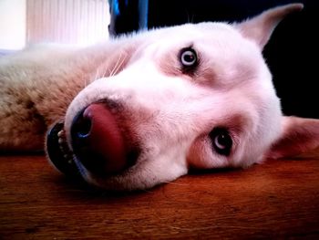 Close-up portrait of rabbit