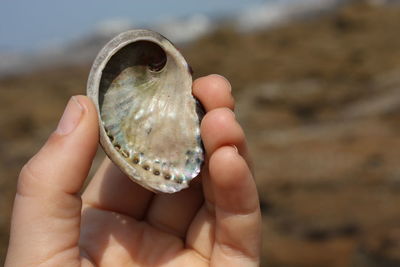 Close-up of hand holding shell