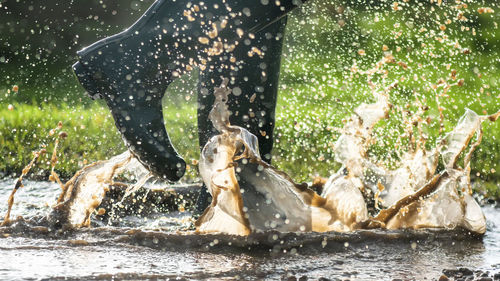 View of dogs in water