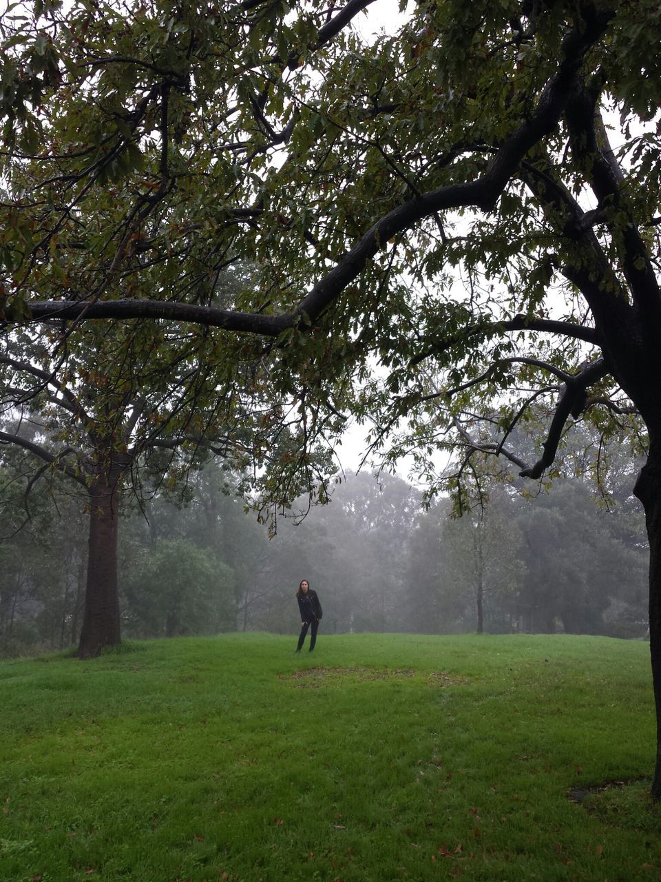 tree, grass, full length, green color, growth, field, grassy, branch, rear view, nature, tree trunk, tranquility, lifestyles, one animal, animal themes, men, park - man made space, walking