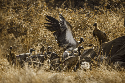 Birds on field