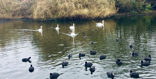 Ducks swimming in lake