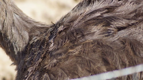 Close-up of lizard