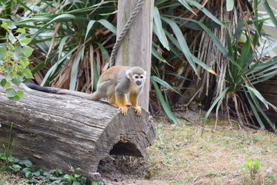 Monkey sitting on log