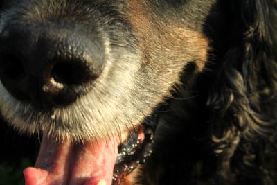 Close-up of dog