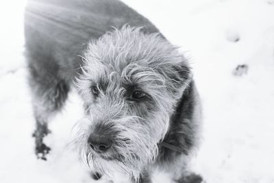 Close-up portrait of dog