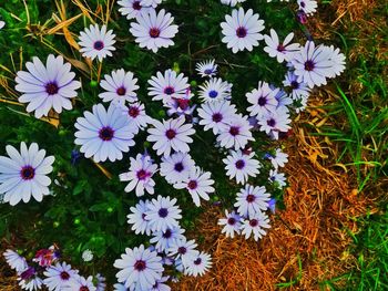 Flowers blooming outdoors