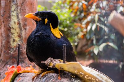 Close-up of bird perching outdoors