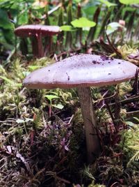 Close-up of mushroom growing on field