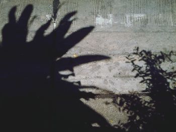 shadow