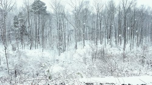 Bare trees in forest during winter