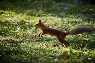 Side view of squirrel on field