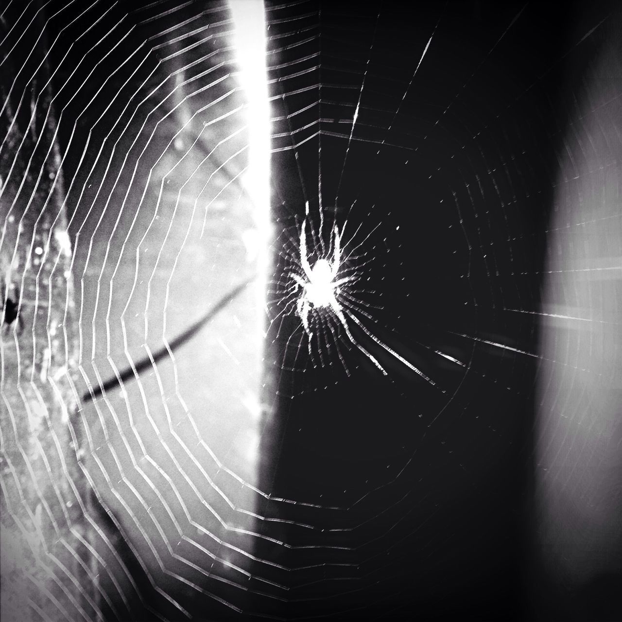 illuminated, spider web, night, long exposure, motion, glowing, spinning, close-up, pattern, sparks, indoors, blurred motion, abstract, lighting equipment, spider, light trail, no people, light, electricity, arts culture and entertainment