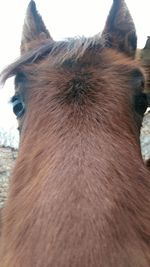 Close-up of horse