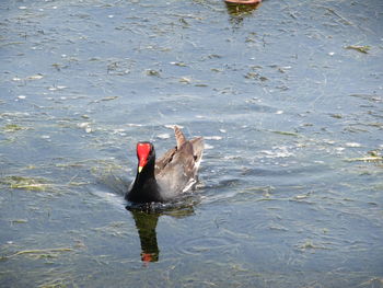 Birds swimming in lake