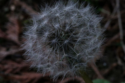 Close-up of dandelion