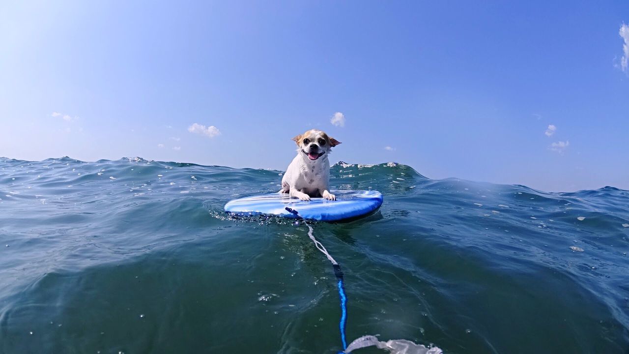 one animal, sea, water, pets, animal themes, outdoors, dog, beauty, beauty in nature, nature, no people, nautical vessel, mammal, adventure, day, astrology sign, whale