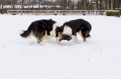 Dog standing on snow covered field