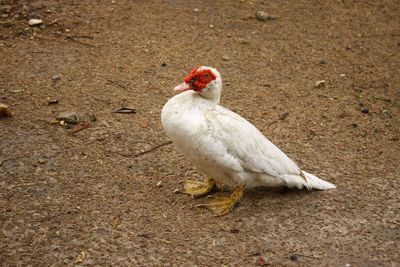 High angle view of duck on land