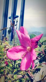 Close-up of pink flowering plant