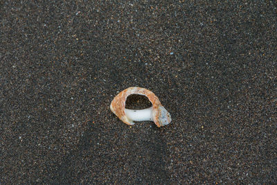 Close up of ring