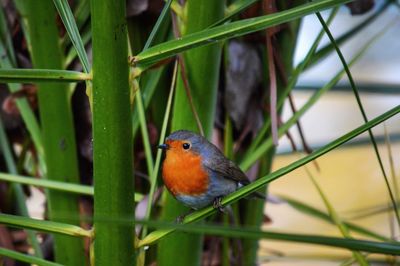 Close-up of bird perching on plant
