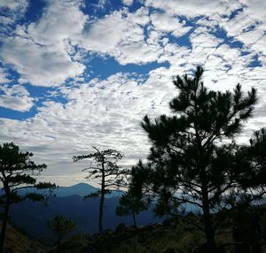 Low angle view of trees against sky