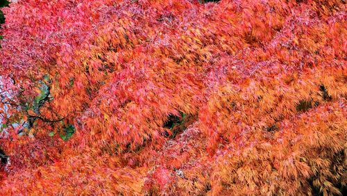 Full frame shot of trees during autumn