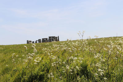 Plants growing on field against sky