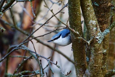 Close-up of bird perching on tree