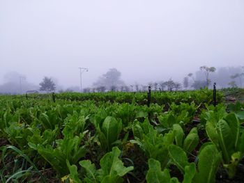 Plants growing on field against sky