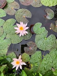 High angle view of lotus water lily in lake