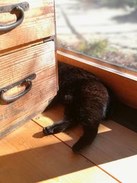 Close-up of cat on wood