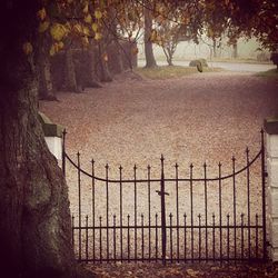 Chainlink fence on tree trunk