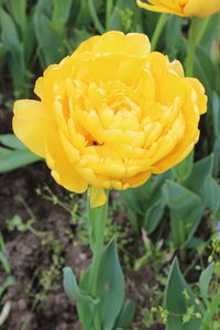 Close-up of yellow flower on field