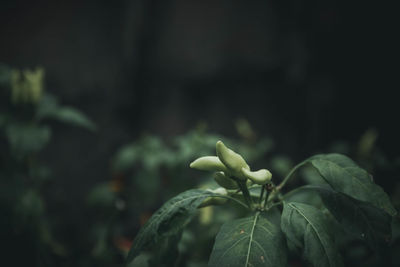 Close-up of green chili pepper plant