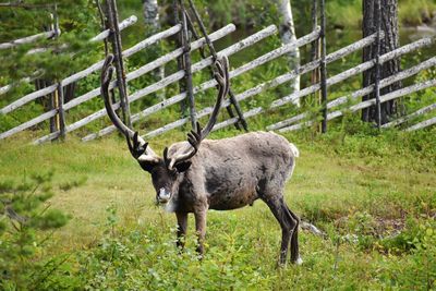 Deer standing in a field