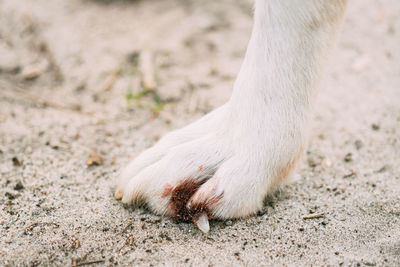 Low section of woman standing on sand