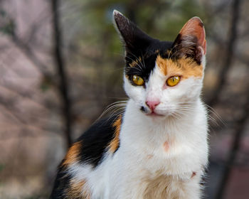 Portrait of a colorful cat