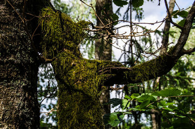 Low angle view of trees in forest